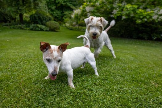 Jack Russell Terrier Dog in Green Garden