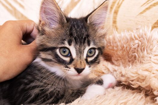 Gray kitten with a curious look close up