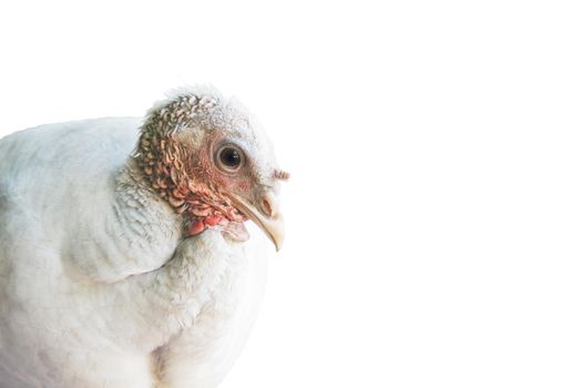 white turkey close-up isolated on white , holidays, fiesta