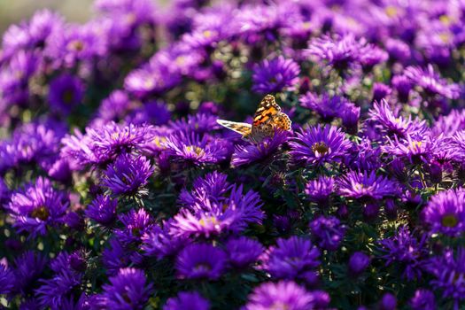 flowers Symphyotrichum novi-belgii purple color