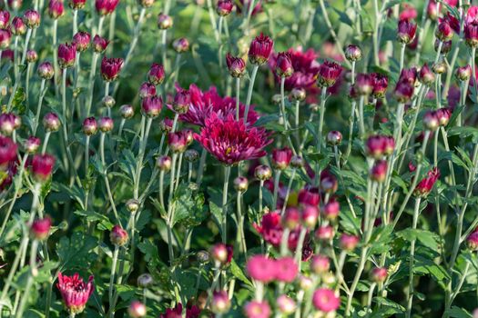 Background of chrysanthemum flowers close-up.