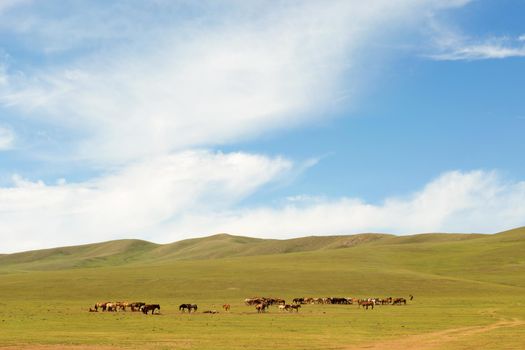 Herd of horses in the pasture in the steppe.