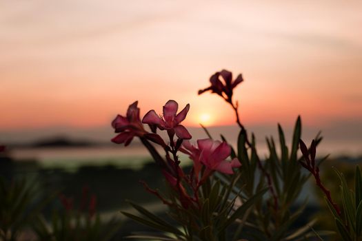 Pink tropical flowers on the sea sunset background