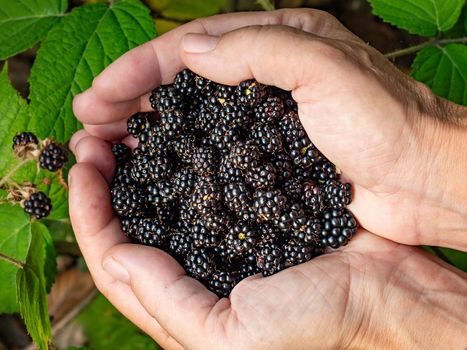 Girl harvests wild blackberries in the forest. Woman is showing wild blacberries in palms