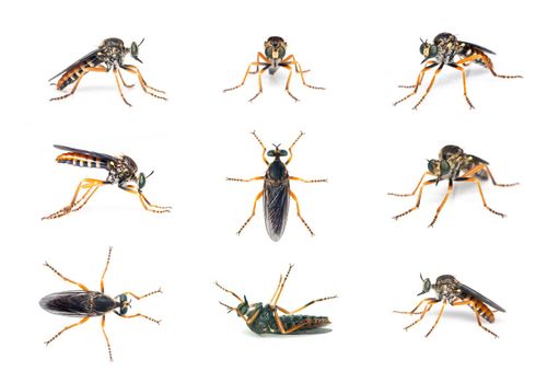 Group of the asilidae are the robber fly family, also called assassin flies on white background. Insect. Animals.