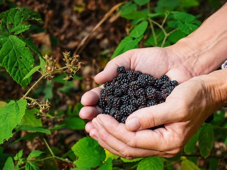 Female hands holding a full handful of fresh blackberries, picking berries. Fresh  fruits in palms in forest