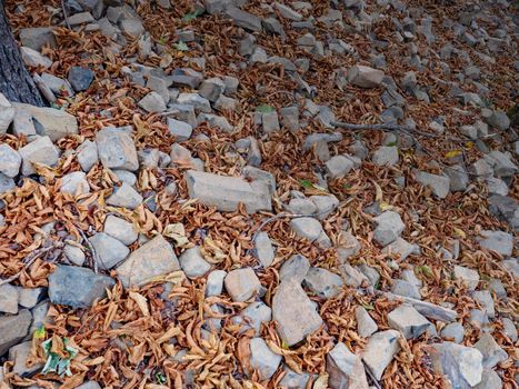 Orange leaves of beech and chestnut among gray basalt stones. The base of the basalt quarry
