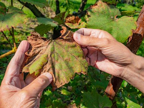 Rot of a vine leaves and a dry grapes in hands close-up. Protection of the vineyard garden from diseases and funghi