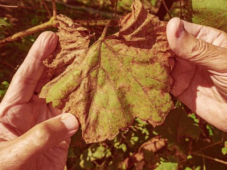 Vine leaf sick.  Missing protection of the vineyard garden from diseases and fungi