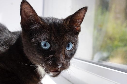 Black cat with blue eyes close up portrait