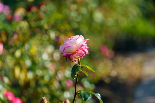 Beautiful pink rose on a blurry background with bokeh.