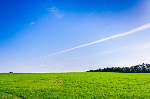 Green Field of wheat, blue sky and sun, white clouds. wonderland