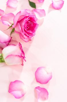 Pink roses and rose petals on a pink background.