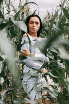 A brunette girl in a white dress in a cornfield. The concept of harvesting.