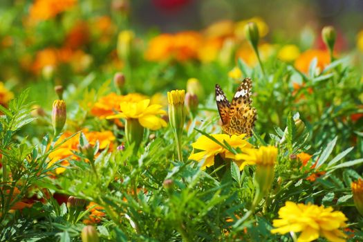 Marigold and butterflies. Shooting Location: Tokyo metropolitan area