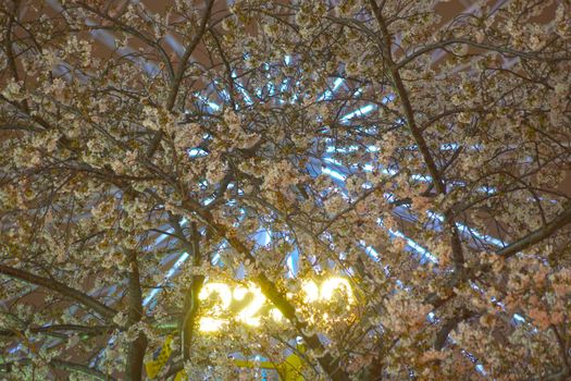Night cherry blossoms and cosmoklocks. Shooting Location: Yokohama-city kanagawa prefecture
