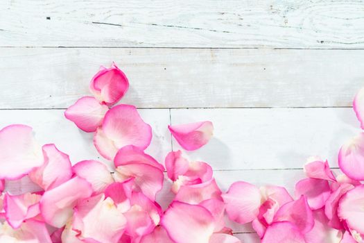 Flat lay. Petals from pink roses on a painted white wooden background.