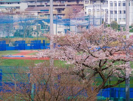 Cherry blossoms bloom. Shooting Location: Yokohama-city kanagawa prefecture