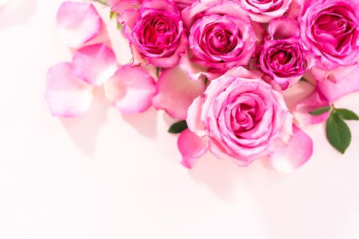 Flat lay. Pink roses and rose petals on a pink background.