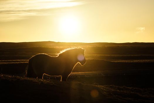 Iceland Horse (at the meadow of Iceland). Shooting Location: Iceland, Lay Cavik