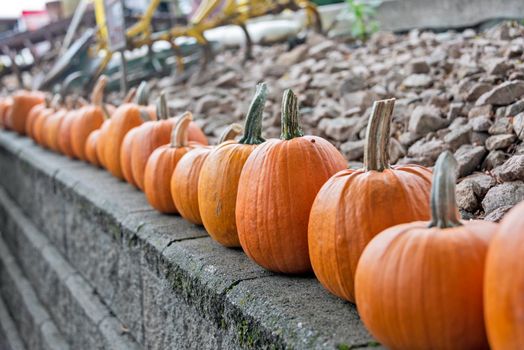 Line of ripe pumpkins on retaining wall ready for the seasonal celebration