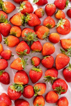 Washed organic strawberries on a baking sheet with a paper towel for preparing chocolate-covered strawberries.