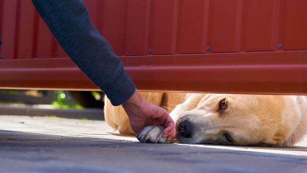 watch over in order to protect or control. A big sad guard dog allows himself to be stroked by a small child from behind the fence.