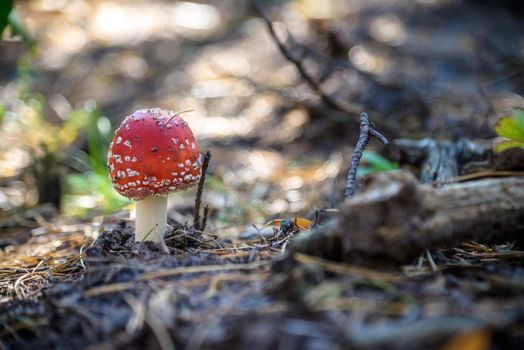 One red fly mushroom or toadstool in autumn forest sunlight on leaves background. Amanita muscaria poisonous white spotted red mushroom. Wild forest fly mushroom in autumn pine needles.