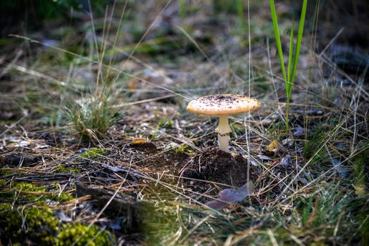 mushroom on moss, Autumnal seasonal natural background. rainy weather. Mushroom picking, fall time concept. copy space.