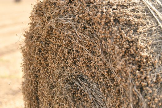 Bale of dry flax on the field in Normandy France
