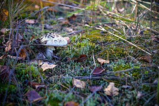 mushroom on moss, Autumnal seasonal natural background. rainy weather. Mushroom picking, fall time concept. copy space.