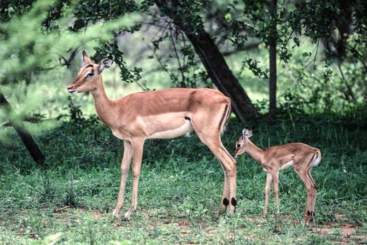 Impala (Aepyceros melampus), Kruger National Park, mpumalanga, South Africa