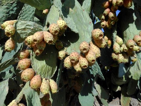 Prickly pears in the prickly pear ripening