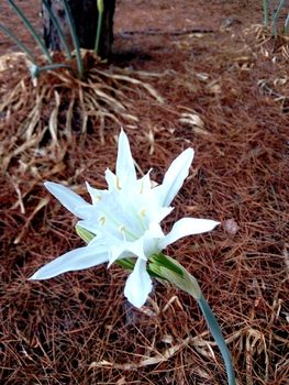 Pancratium maritimum or sea lily blooming near the beach