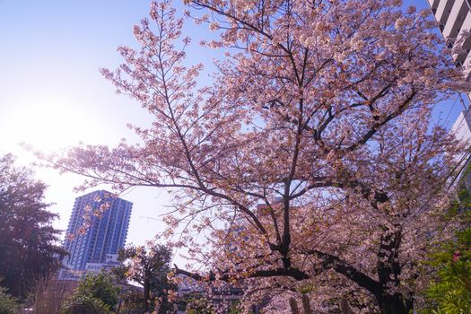 Cherry blossoms in Yoshitsukuji (Toshima Ward, Tokyo). Shooting Location: Tokyo metropolitan area