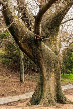 Big old tree at Penteli, Greece.