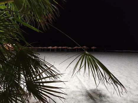 washingtonia palm branches on an empty night beach.