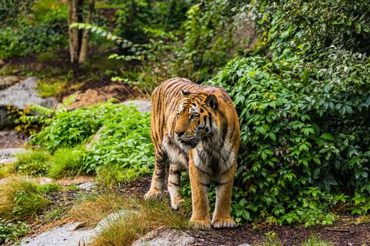 Impressive tiger in an enclosure at Berlin zoo, Berlin, Germany