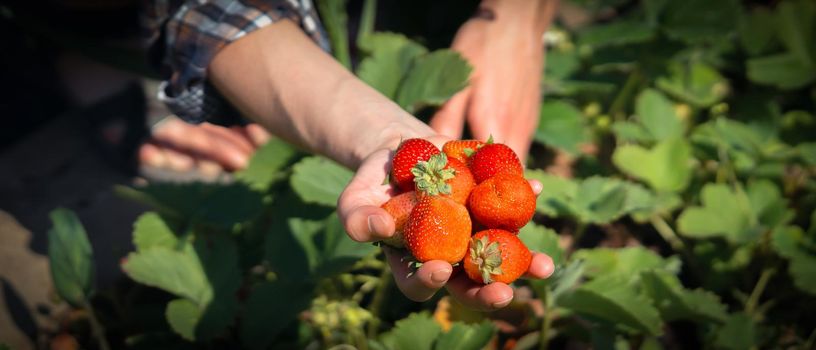 Female hands hold a handful of juicy ripe red strawberries, the girl harvests berries in her garden.