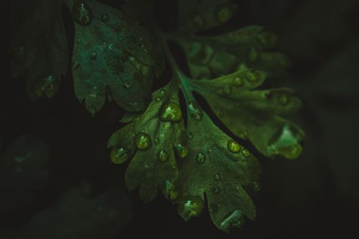 Macro leaf in rain. High quality photo