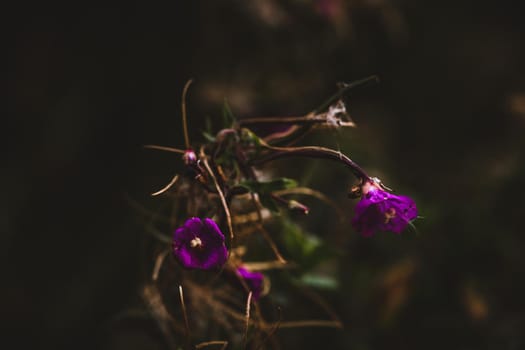 Macro photo of coloured flower. High quality photo