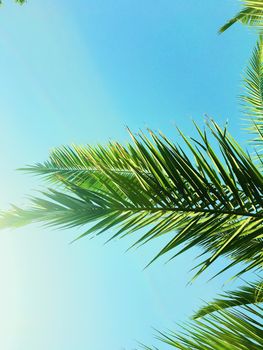 Tropical nature, vintage backdrop and summer vacation concept - Palm tree leaves and the sky, summertime travel background