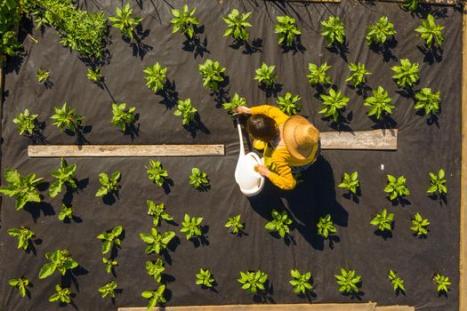 A young girl in a straw hat is standing in the middle of her beautiful green garden, covered in black garden membrane, view from above. A woman gardener is watering the plants with watering can