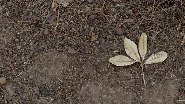 Dried fallen leaf on the ground, autumn season. High quality photo