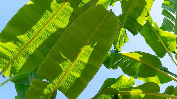 Banana leaves, plant background for cover and text. High quality photo