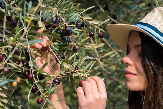 Young girl holds in her hands a branch with juicy ripe black olives at sunset, a woman is engaged in farming and gardening, develops a plantation of olive trees during the harvest, close up view.