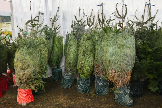 Christmas trees for sale on a market for growing
