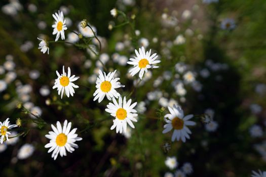 Indian perennial chamomile blossoms in the field. High quality photo