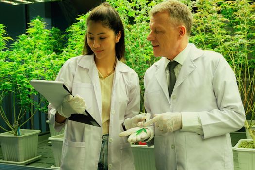 Scientists researching cannabis hemp and marijuana plants in gratifying indoor curative cannabis plants farm. Cannabis plants for medicinal cannabis products for healthcare and medical purposes.