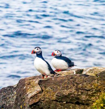 Beautiful Grímsey,Iceland  pictures